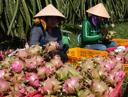 Trái cây Việt sẽ được xuất khẩu sang Mỹ - 1